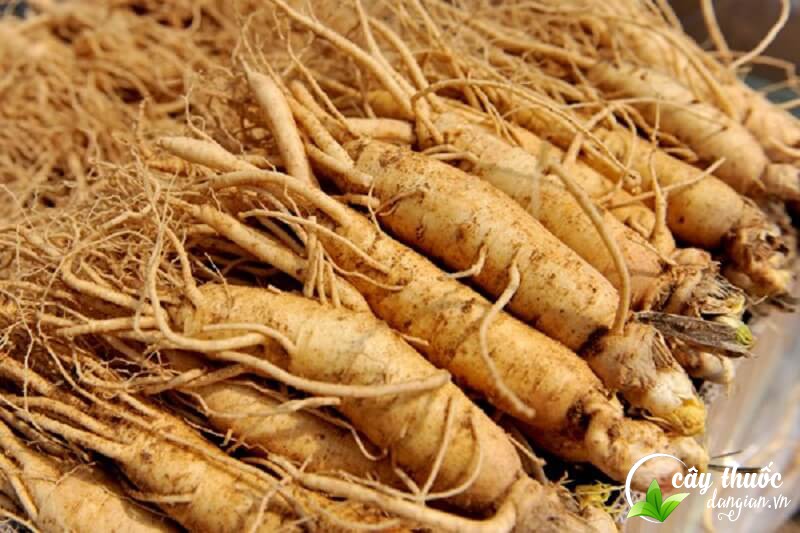 Sâm đất giúp thanh lọc, làm mát gan